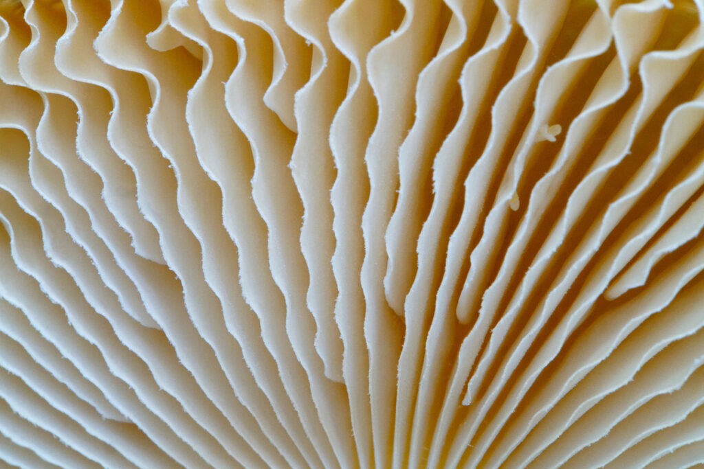 What are Adaptogen Mushrooms and How are they Good for Me?
